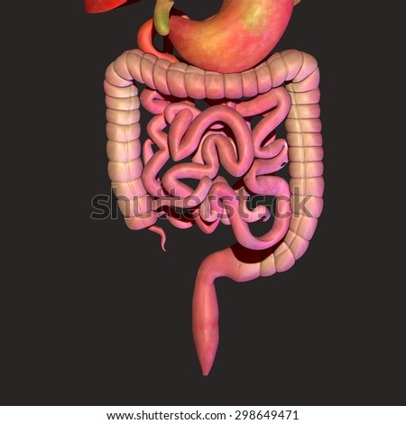 Human Digestive System Stock Images, Royalty-Free Images & Vectors ...