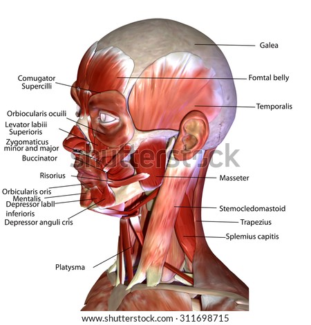 Facial Muscle Contraction 56