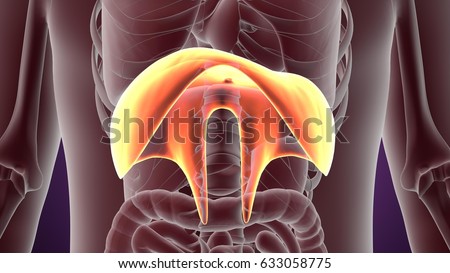 Pleura Stock Images, Royalty-Free Images & Vectors ...