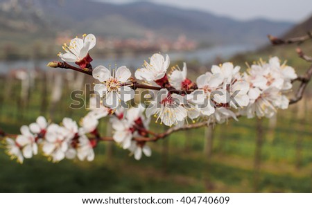 Blooming Apricot Trees near Krems in Wachau UNESCO Region in Lower Austria near Danube river.