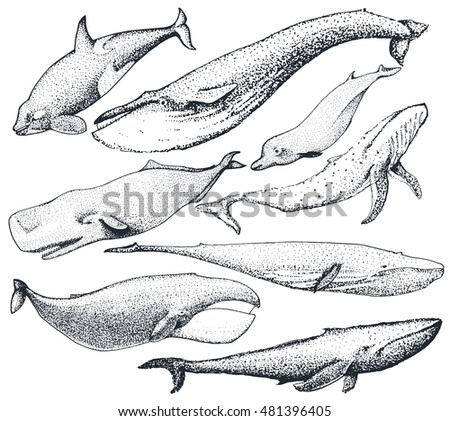 Sperm whale illustrations opinion Something Sperm whale illustrations