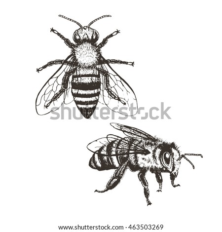 Bee vintage set. Brown and white graphic doodle design. Vector illustration.