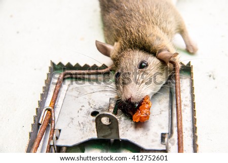 Dead Rat Stock Images, Royalty-Free Images & Vectors | Shutterstock