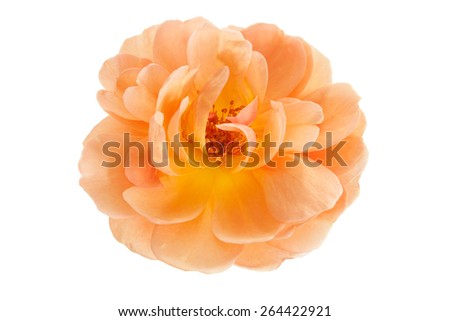 Peach pink garden rose flower isolated on a pure white background