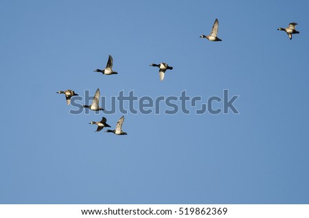 Flying Ducks Stock Images, Royalty-Free Images & Vectors | Shutterstock