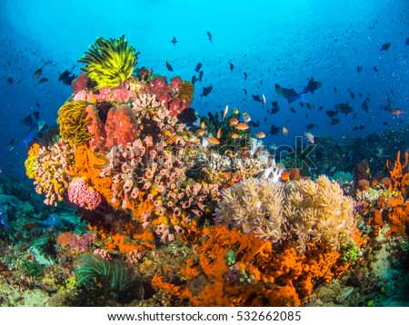 Colourful corals in Anilao , Batangas , Philippines