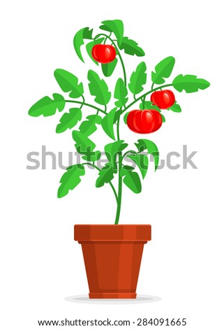 Tomato Plant Isolated On White Background Stock Photo 83257273 ...