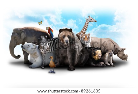 A group of animals are grouped together on a white background. Animals range from an elephant, zebra, bear and rhino. Use it for a zoo or friends concept.