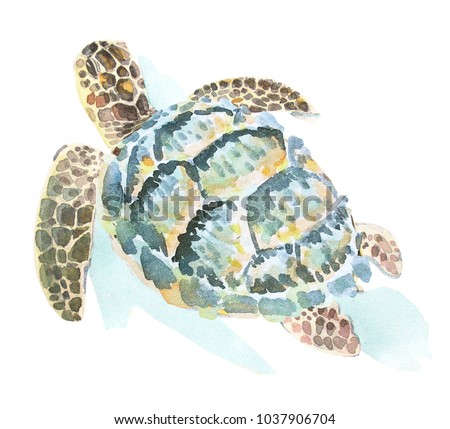 Watercolor Illustration Swimming Sea Turtle Stock Illustration ...