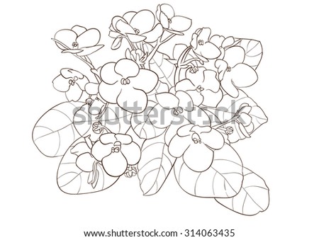 African Violet Stock Images, Royalty-Free Images & Vectors | Shutterstock