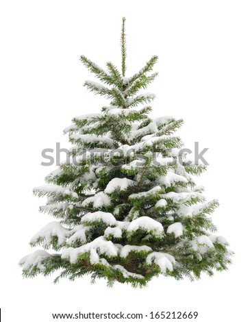 Perfect little Christmas tree in fresh snow, isolated on pure white background
