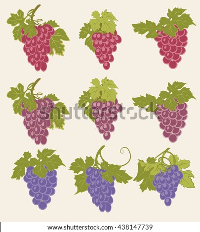 Vector set of bunches of grapes. A set of bunches of grapes of different colors.
