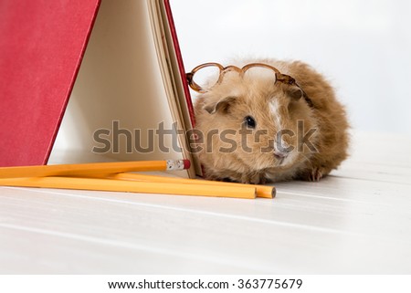 Syrian Hamster Staring Camera Right Foot Stock Photo 539602705