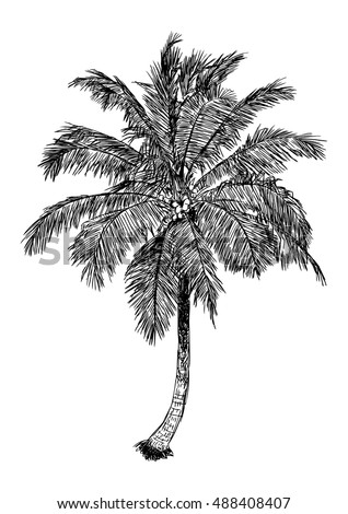 Hand Drawn Illustration Coconut Tree Sketch Stock Vector 488408407 ...