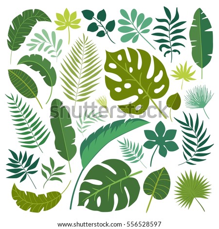 Vector Set Tropical Leaves Palm Leaf Stock Vector 556528597 - Shutterstock