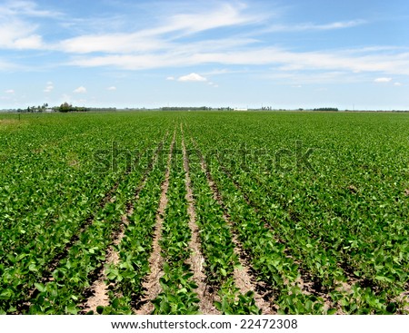 Field With Intensive Farming Of Soy Bean Field Intensive Farming Soy Bean Location Stock Photo