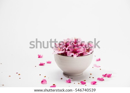 Pink plum blossom flower in a white bowl
