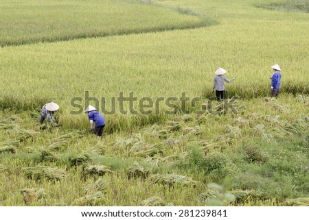 HOA BINH VIETNAM May 22 2015 An unidentified farmer are harvesting rice and carries rice from the farm home in Hoa Binh, Vietnam. Hoa Binh is a biggest rice stock in north Vietnam