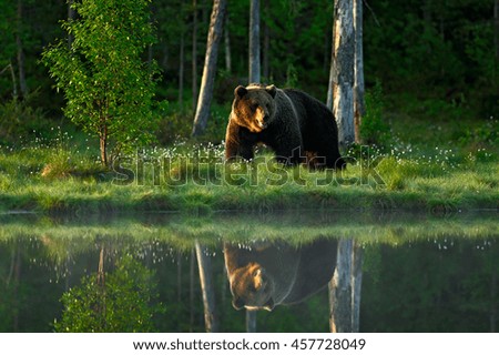Big brown bear walking around lake in the morning sun. Dangerous animal in the forest. Wildlife scene from Europe. Brown bird in the nature habitat with water, Russia. Bear with reflection in water.
