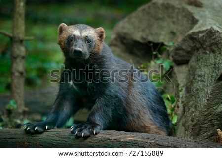 Wolverine Animal Stock Images, Royalty-Free Images & Vectors | Shutterstock