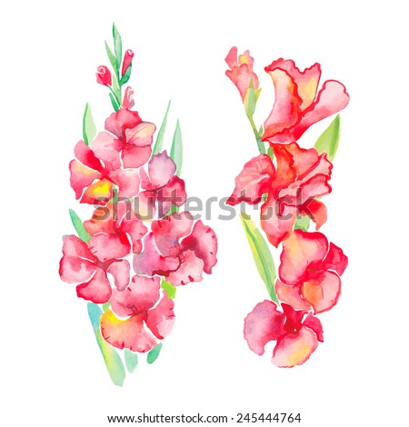 Gladiolus Isolated Flowers Vector Tropical Flowers Stock Vector