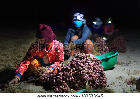 Ninh Thuan Province, Vietnam - February 27, 2016 :the women are harvested purple onions at dawn early morning with a flashlight on the hat. Pictures at a farms in Ninh Thuan Province, Vietnam