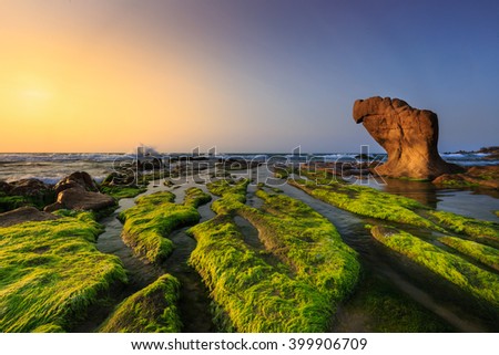 At a season of year at dawn, the stones in the Co Thach coast were fully covered with moss and seaweed. That coast is located in Tuy Phong, Binh Thuan province, Vietnam