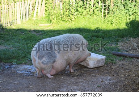 Ugly Pigs Stock Images, Royalty-Free Images & Vectors | Shutterstock