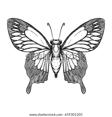 Vector Illustration Detailed Butterfly Silhouette Stock Vector 54536329 ...