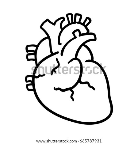 Human Heart Icon Isolated On White Stock Vector 348747899 - Shutterstock