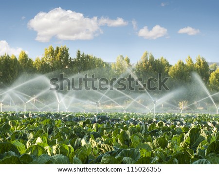 Irrigation systems in a green vegetable garden