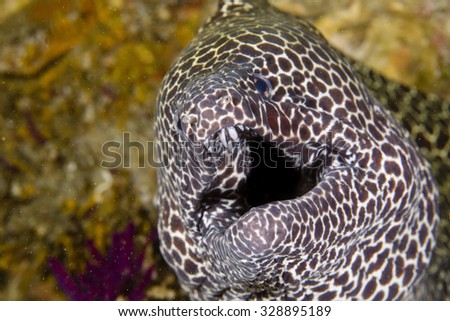 Sharp Teeth Fish Stock Photos, Images, & Pictures | Shutterstock