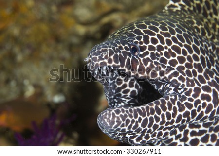 Sharp Teeth Fish Stock Photos, Images, & Pictures | Shutterstock