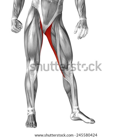 Concept Conceptual 3d Gracilis Leg Human Stock Illustration 245580424 ...