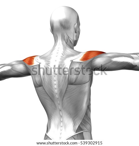 Anatomical Stock Photos, Royalty-Free Images & Vectors - Shutterstock