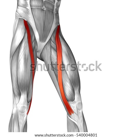 Upper Leg Muscles And Tendons - Pilates and Horse Riding ...