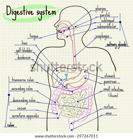Vector Illustration Digestive System Man Stock Vector (Royalty Free