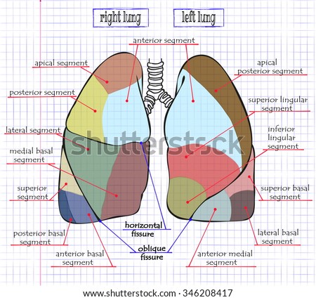 Vector Drawing Section Human Lung Stock Vector 346208417 - Shutterstock