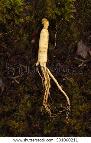 Ginseng, Chinese herbal medicine