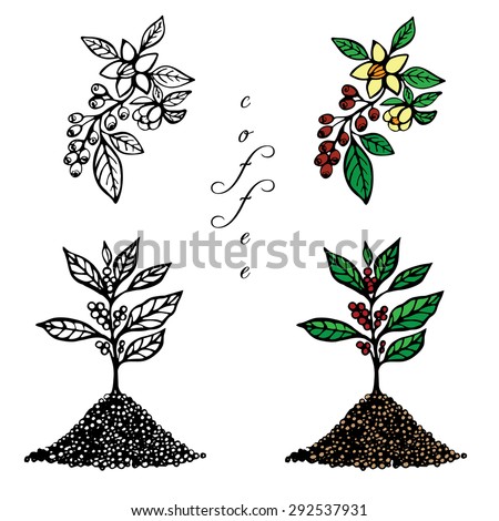 Hand Drawn Set A Coffee Tree And Branch With Flowers Fruits On White Hand Drawn Set A Coffee Tree And Branch With Flowers Fruits On White