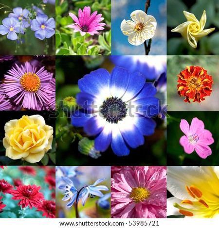 Colourful Collage Flowers Their Names Stock Photo 91195865 - Shutterstock