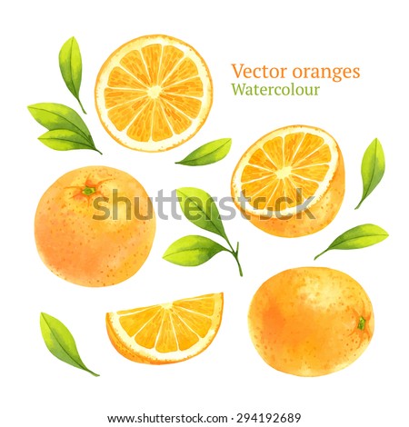Watercolor vector oranges