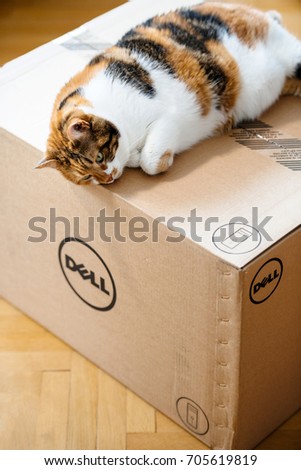 PARIS, FRANCE - AUG 6 2017: Cat sleeping on the new Dell Computer workstation cardboard box