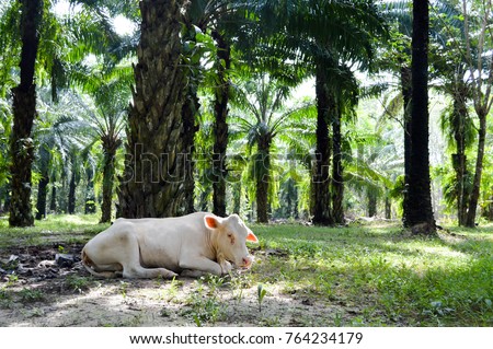 Cow Slaughter Stock Images, Royalty-Free Images & Vectors 