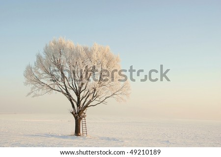 Lonely oak tree covered with frost at sunrise. Photo taken in January.