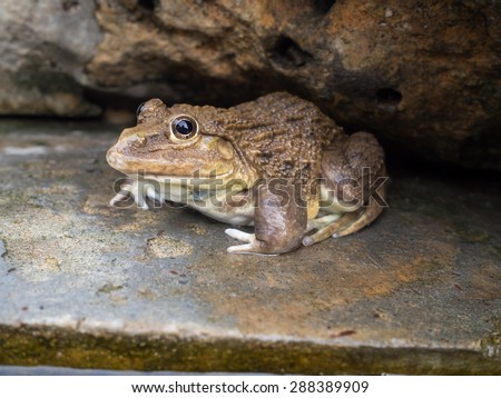 toads Asian habbitat river toads Asian habbitat river