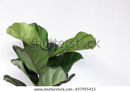 Fig Tree Stock Images, Royalty-Free Images & Vectors | Shutterstock