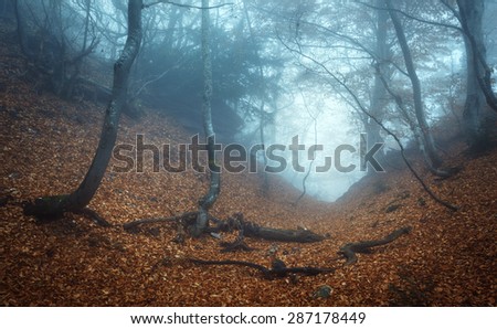 Trail Through Mysterious Dark Old Forest Stock Photo 276714998 ...