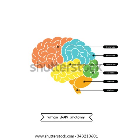 Human Brain Diagram Stock Images, Royalty-Free Images & Vectors ...