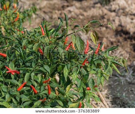 Close-up view of fresh ripe red chili peppers on tree at an organic chili farm in Thai Binh, Viet Nam. Agricultural composition. Harvest concept. Great for organic food publication.